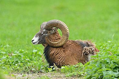 Shroud冠名游戏翻车 《Spectre Divide》开发商宣布关闭